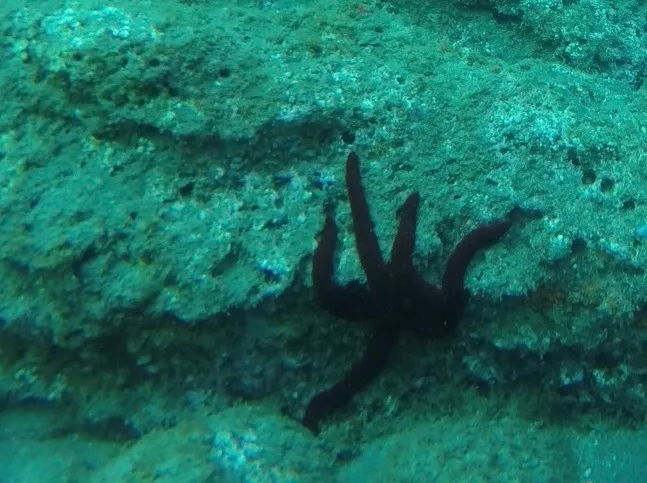 Purple Sea Star (Ophidiaster ophidianus)