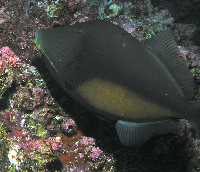 Orangeside Triggerfish (Sufflamen verres)