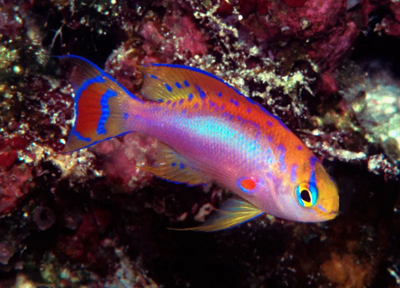 Longfin Basslet (Compsanthias ventralis)