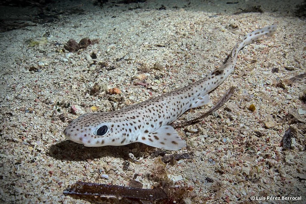 Small-Spotted Catshark (Scyliorhinus canicula)