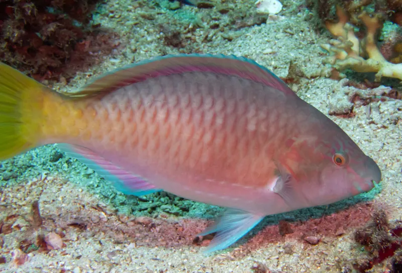Long-Nosed Parrotfish (Hipposcarus longiceps)