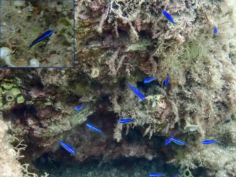 Brown Chromis (Chromis chromis)