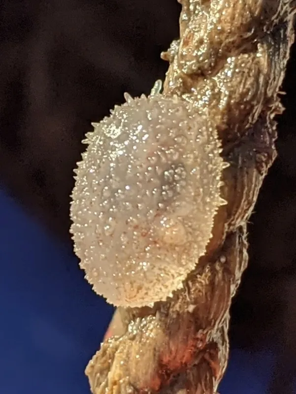 Dirty Sea-Squirt (Ascidiella aspersa)