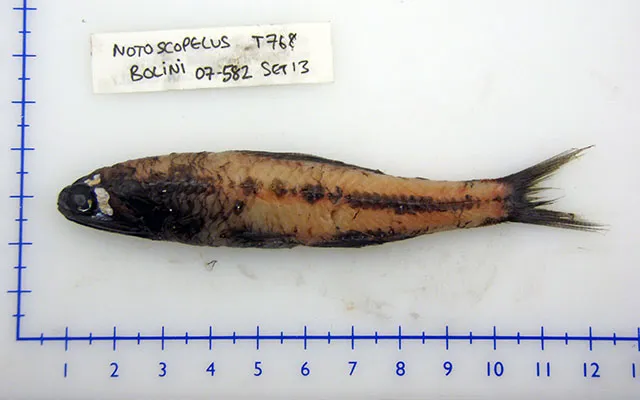 Bolin's Lanternfish (Notoscopelus bolini)