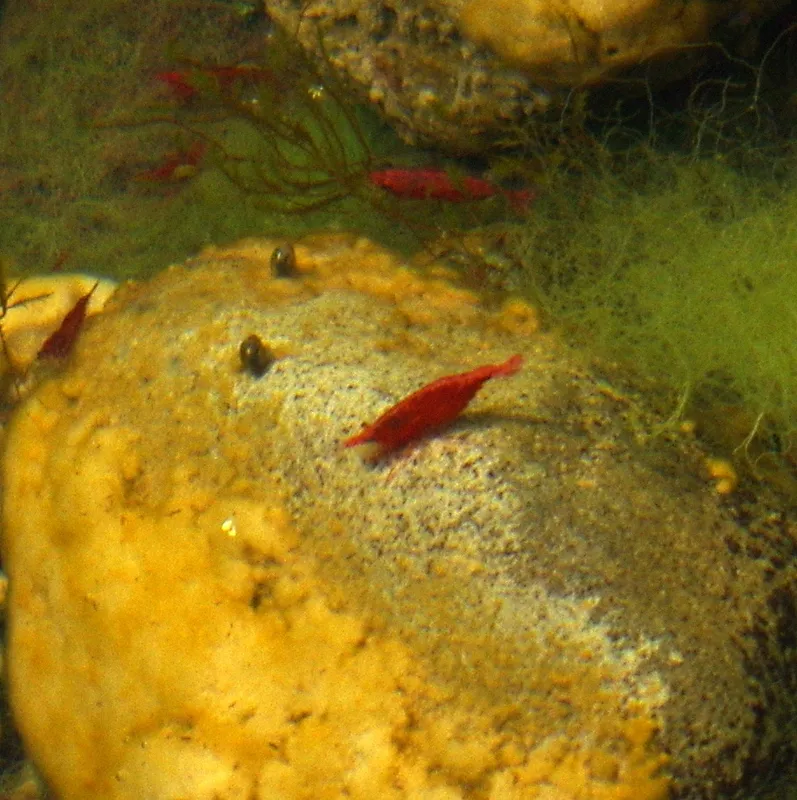 Red Cherry Shrimp (Neocaridina davidi)