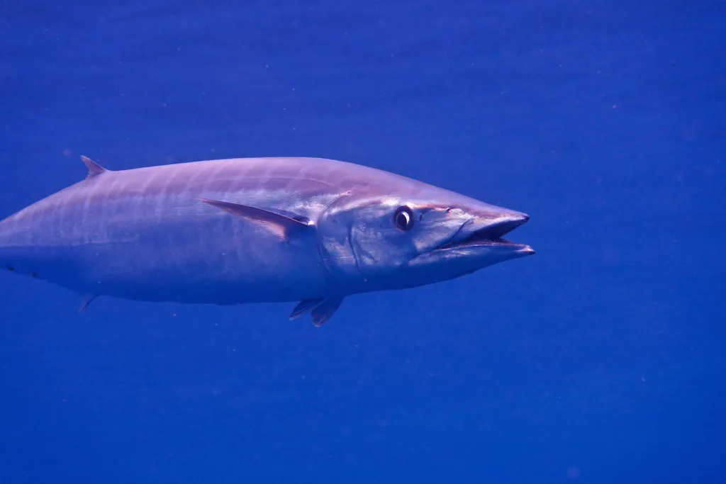 Wahoo (Acanthocybium solandri)