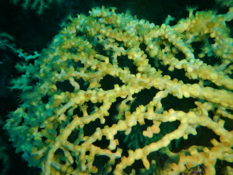 Bushy Crust Coral (Savalia savaglia)