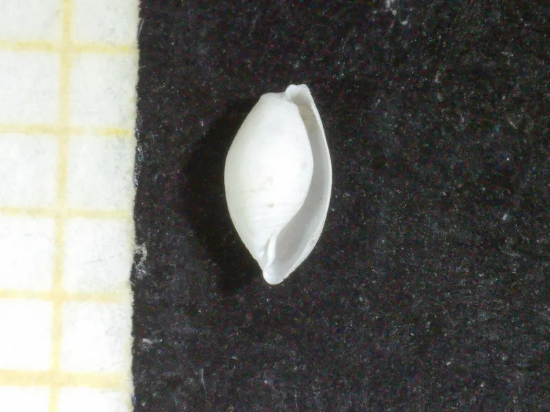 Weinkauffia turgidula