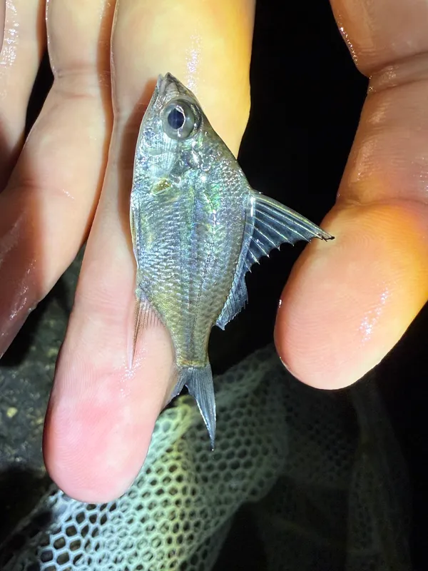 Striped Mojarra (Eugerres plumieri)