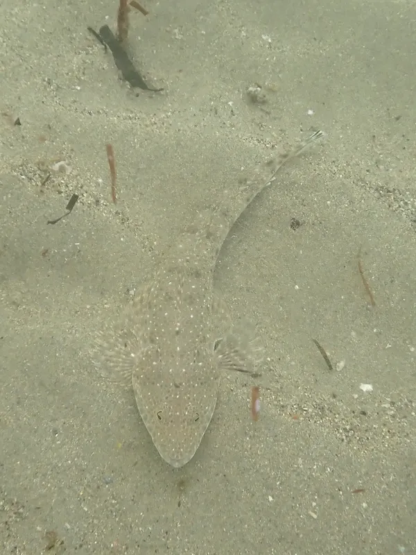 Eastern Blue-Spotted Flathead (Platycephalus caeruleopunctatus)