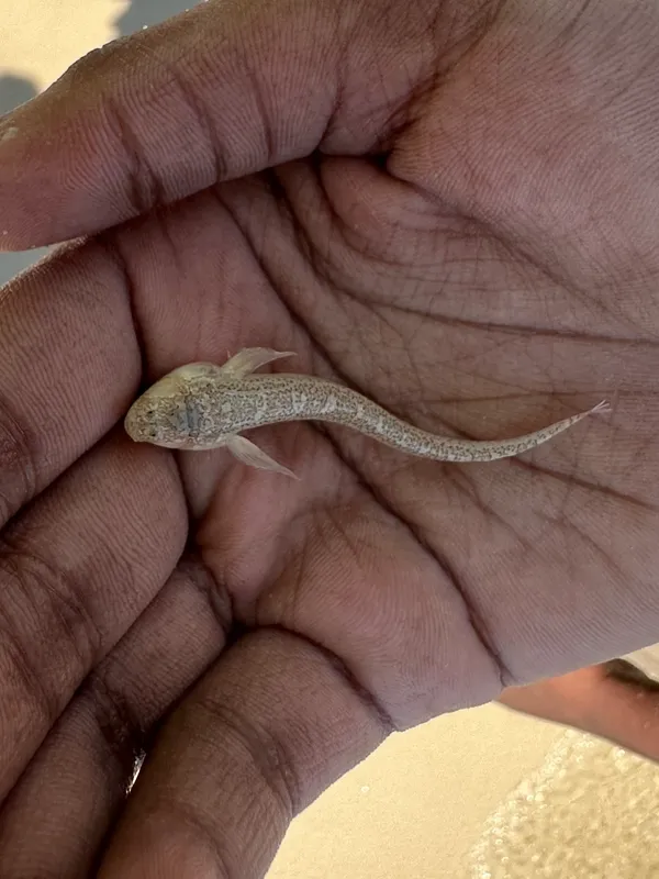 Sand Stargazer (Dactyloscopus tridigitatus)