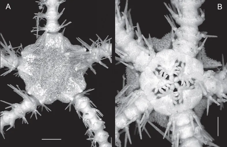 Ophiacantha pentacrinus