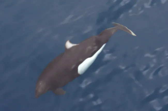Dall Porpoise (Phocoenoides dalli)