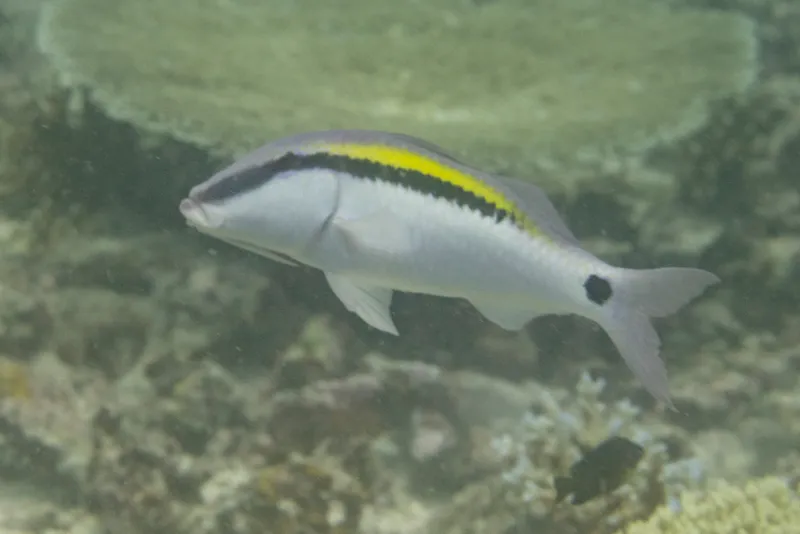 Dash-and-Dot Goatfish (Parupeneus barberinus)