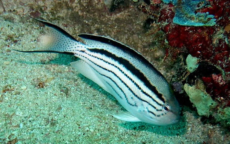 Blackstriped Angelfish (Genicanthus lamarck)