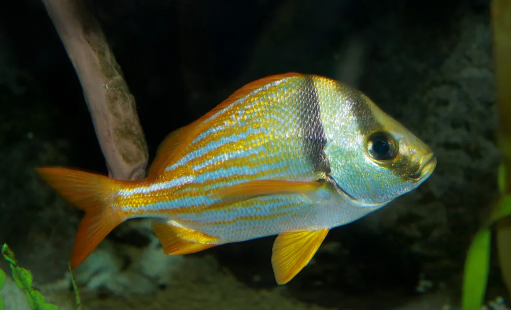 Porkfish (Anisotremus virginicus)