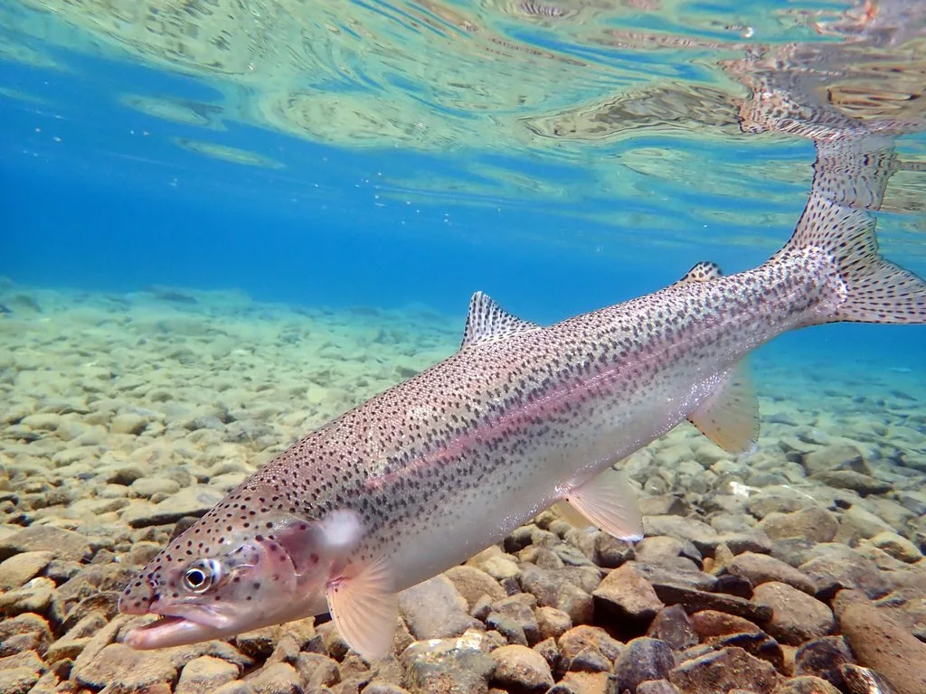 Rainbow Trout (Oncorhynchus mykiss)