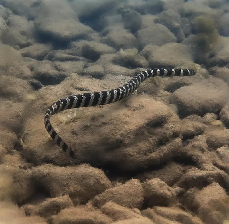 Turtle-Headed Sea Snake (Emydocephalus annulatus)