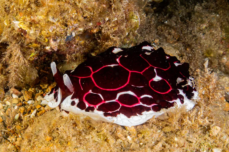Pleurobranchus testudinarius