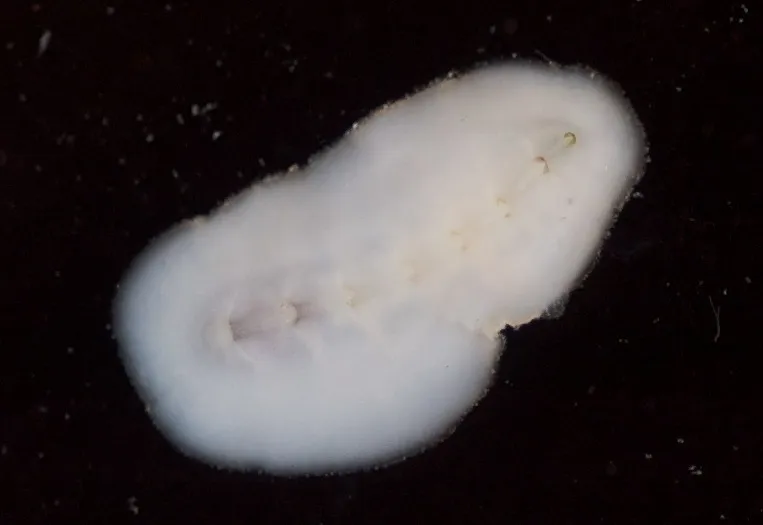 White-Barred Chiton (Cryptoconchus floridanus)