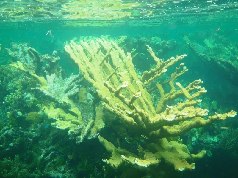 Elkhorn Coral (Acropora palmata)