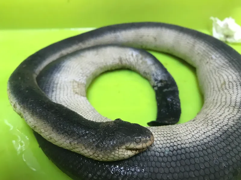 Grey Sea Snake (Hydrophis viperinus)
