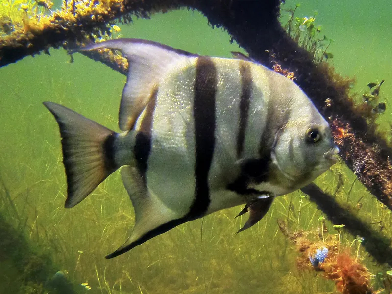 Atlantic Spadefish (Chaetodipterus faber)