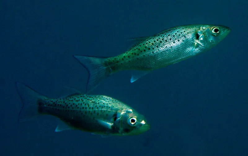 Spotted Sea-Bass (Dicentrarchus punctatus)
