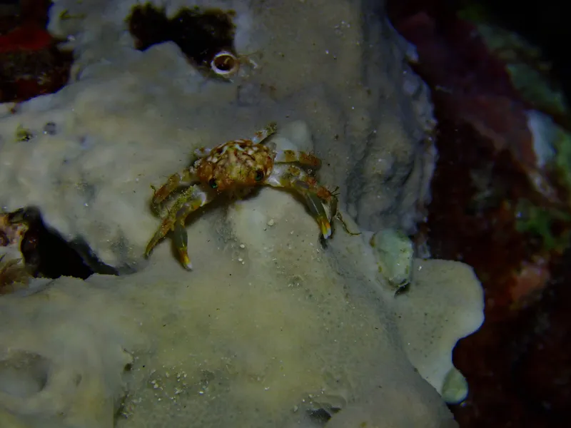 Teleophrys ruber