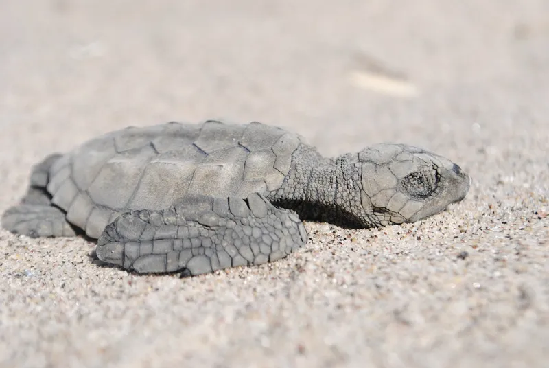 Atlantic Ridley (Lepidochelys kempii)