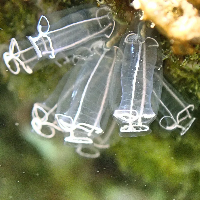 Light Bulb Tunicate (Clavelina lepadiformis)