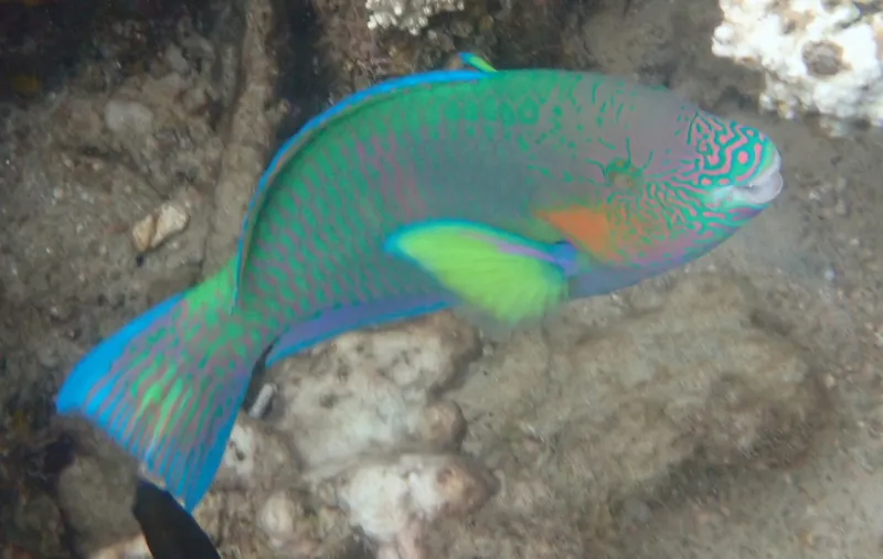 Rivulated Parrotfish (Scarus rivulatus)