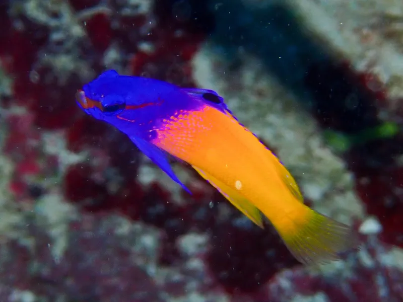 Fairy Basslet (Gramma loreto)
