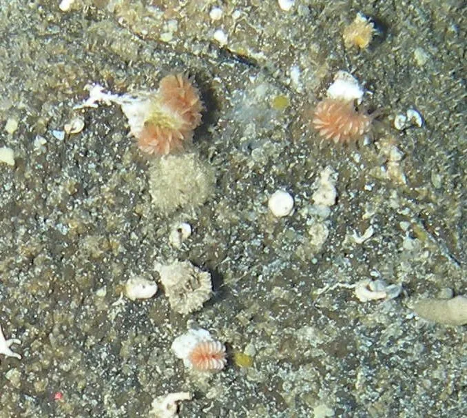 Cockscomb Cup Coral (Desmophyllum dianthus)