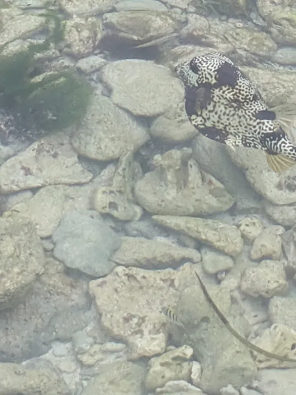 Smooth Trunkfish (Lactophrys triqueter)