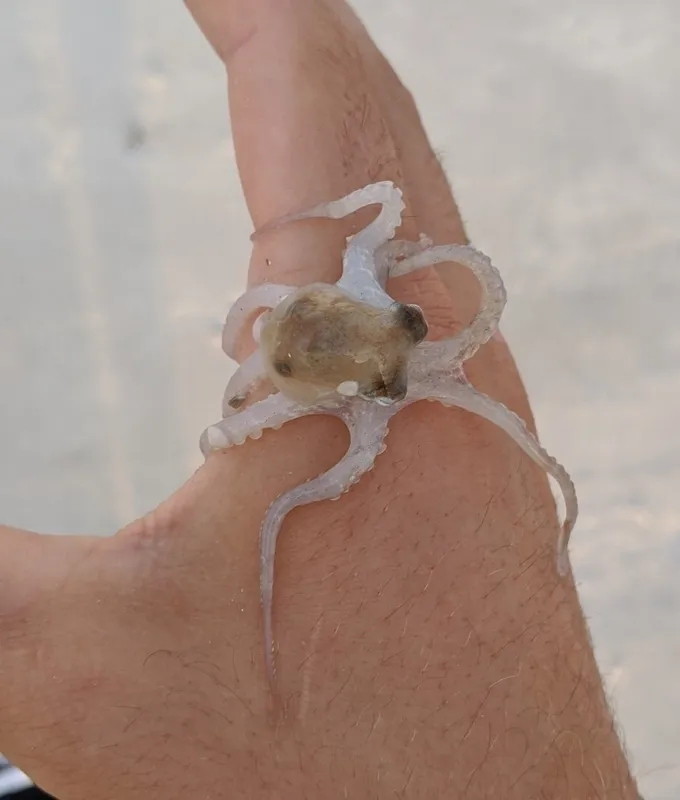 Dwarf Octopus (Octopus joubini)