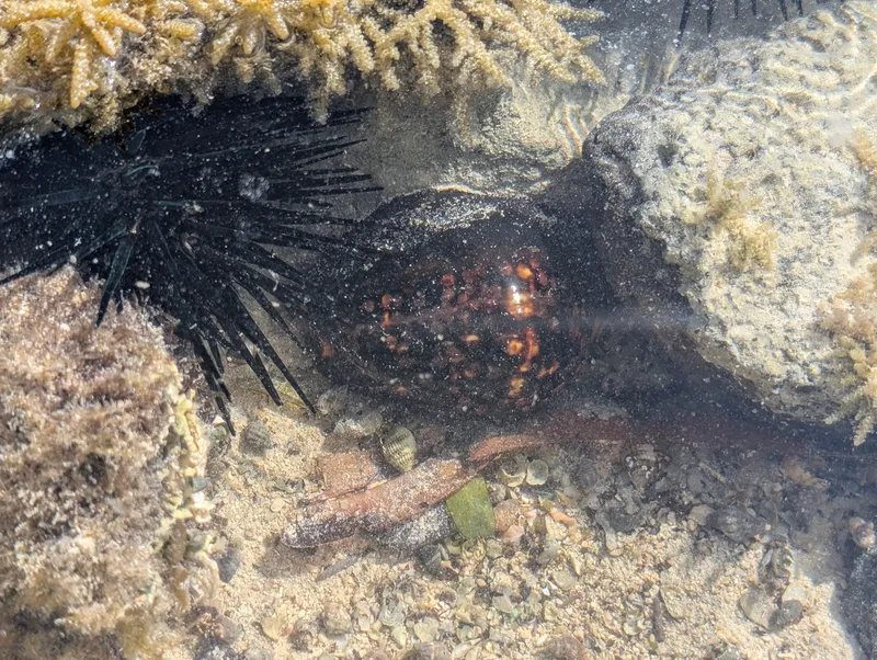 Humpback Cowrie (Mauritia mauritiana)