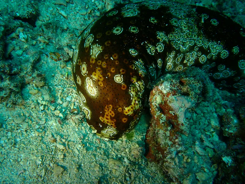 Leopard Sea Cucumber (Bohadschia argus)
