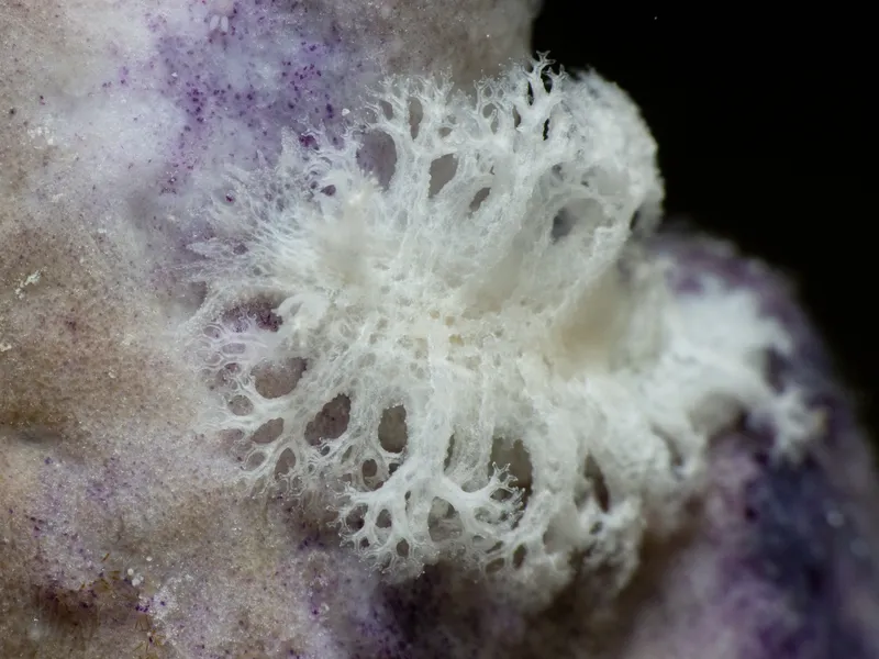 Tufted Tritoniopsis (Tritoniopsis frydis)