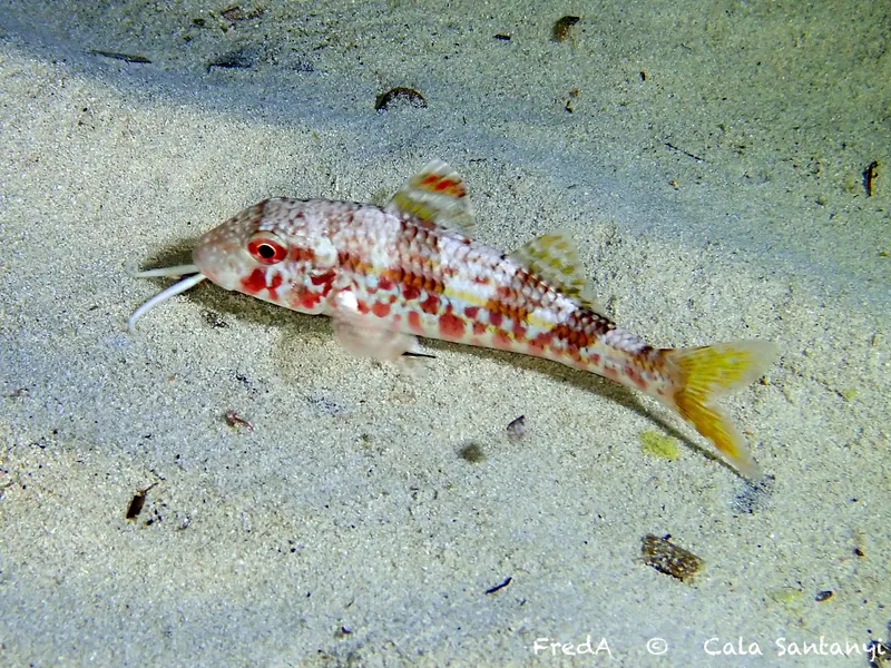 Goatfish (Mullus surmuletus)