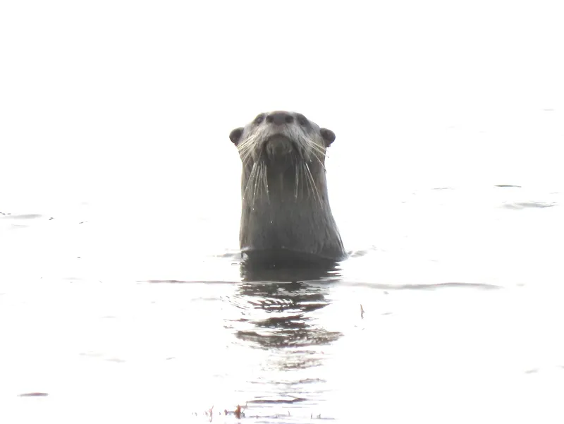 African Clawless Otter (Aonyx capensis)