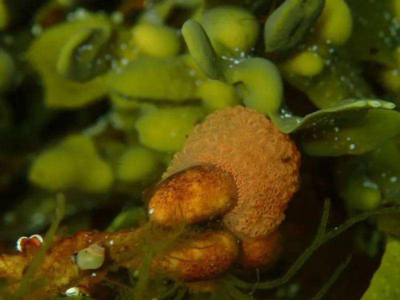 Chain Tunicate (Botrylloides violaceus)