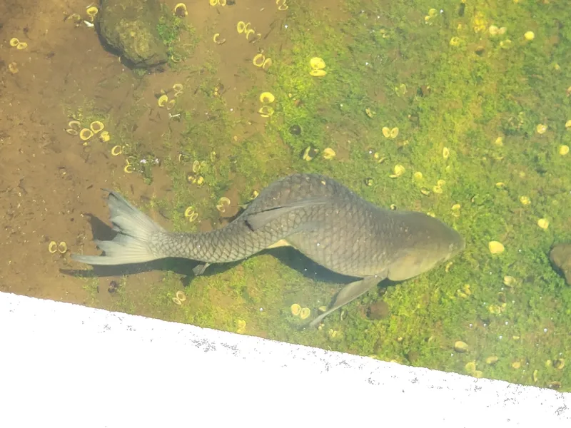 Chinese Grass Carp (Ctenopharyngodon idella)