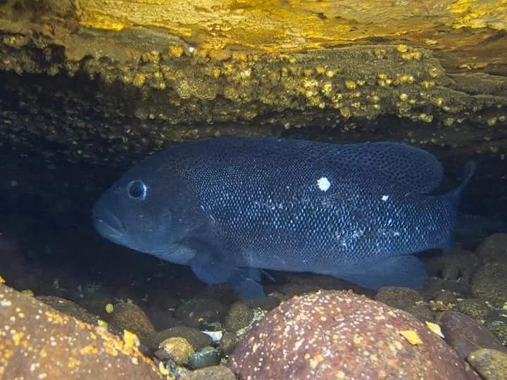 Vieja Negra (Graus nigra)