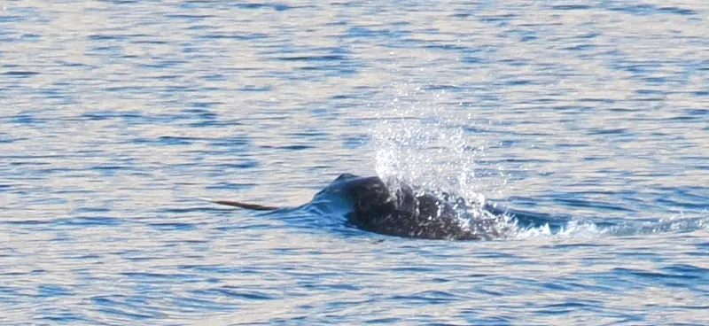 Hog (Monodon monoceros)