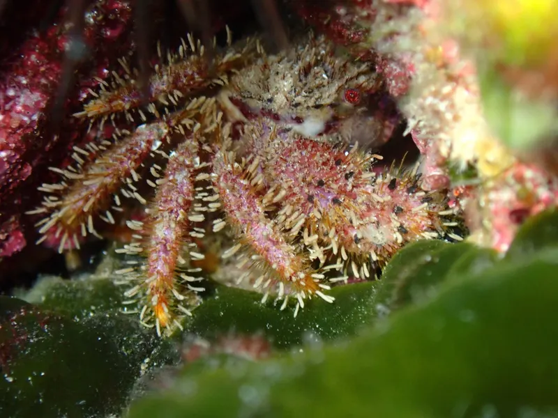 Bristly Crab (Pilumnus hirtellus)