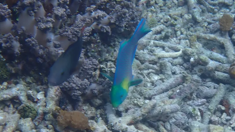 Greensnout Parrotfish (Scarus spinus)