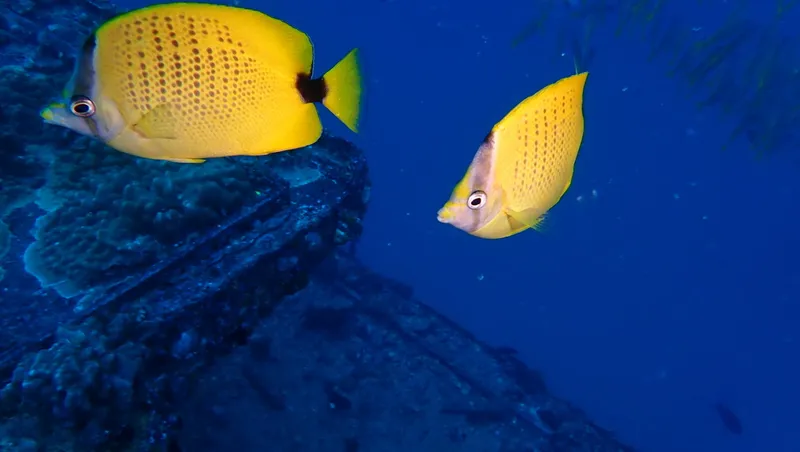 Lemon Butterflyfish (Chaetodon miliaris)