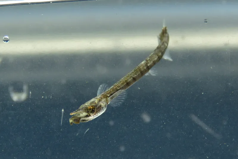Houndfish (Tylosurus crocodilus)