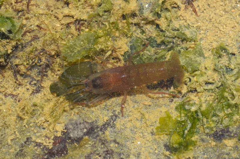 Speckled Snapping Shrimp (Synalpheus fritzmuelleri)